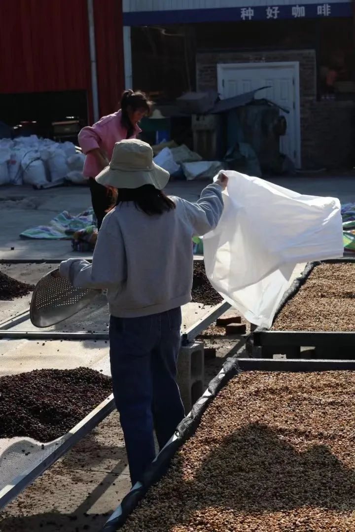 豆咖啡云南品种介绍_豆咖啡云南品种有哪些_云南咖啡豆品种